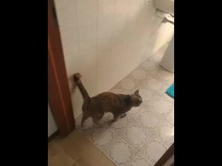 massage my hot pussycat