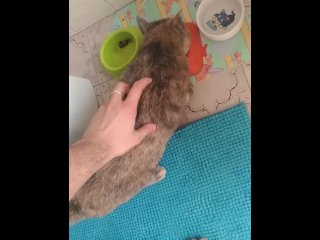 pussycat, tail, eating, cat