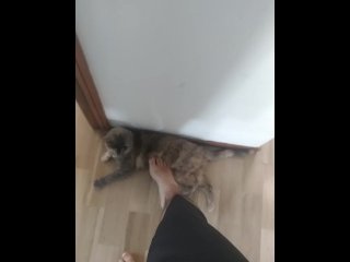 step on my own cat (she enjoy!)