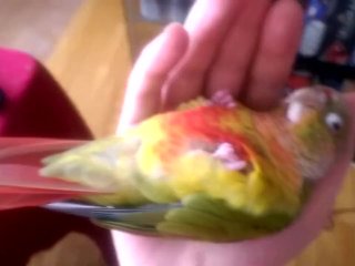 Kiwi's How to Make love Part 1