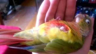 Киви Как заниматься любовью Часть 2