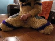 Banded Gshep Fursuiter trying to get off
