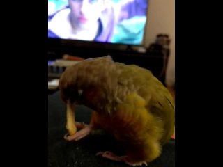 Kiwi's hot categories part 1