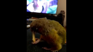 Kiwi and the multivid part 2