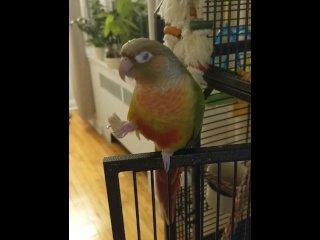 Kiwi's big debut part 3