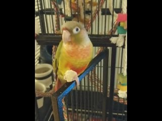 Kiwi's big debut part 3