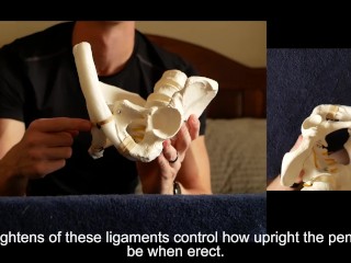 Penis Ligaments and Erection Angle: Prop Demonstration Stretching Explained