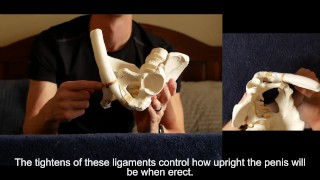 陰茎靭帯と勃起Angle:小道具のデモンストレーションストレッチの説明