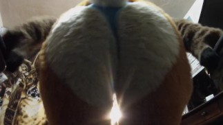 Furry Interrogation