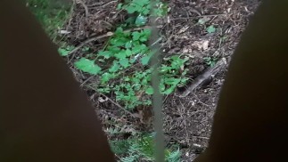 通往 Peedom 的途径