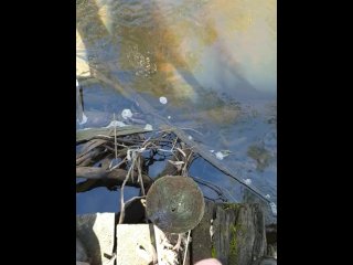 Draven pissing in a public pond