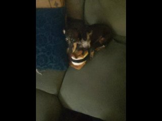 Bitch gets mad I take her toy