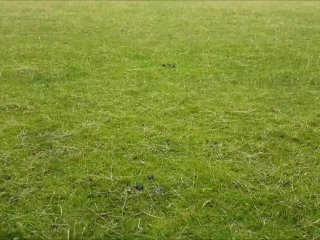 Outdoor Public Blow Job While the Helicopters & Sheep Watch