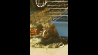 Mischievous pig tries to escape her cage