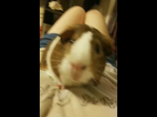 Cute pig dances to an exotic song