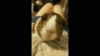 Cute pig dances to an exotic song