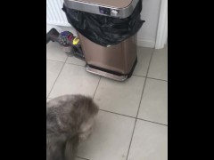 Puppy likes to chase balls