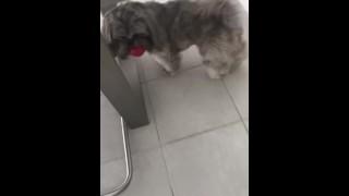 Puppy houdt ervan om ballen te achtervolgen