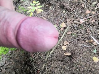 Золотой дождь в лесу