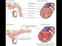 masturbation techniques for men. stimulation of the glans.