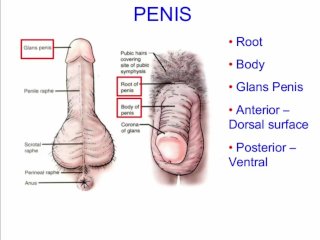 masturbation techniques for men. stimulation ofthe corona.