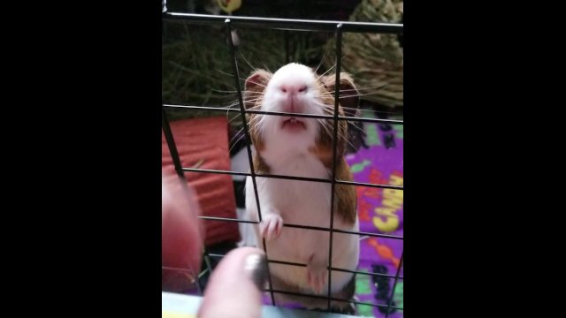 My pet gets booped