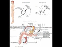 masturbation techniques for men. stimulation of the scrotum.