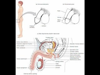 Masturbation Techniques_for Men. Stimulation of theScrotum.