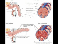 masturbation techniques for men. stimulation of the perianal area and anus.