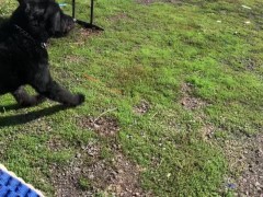 2 Dogs, One ball (POV)