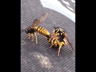 insects porn, amateur, cumshot, anal