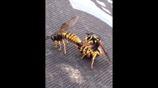 Just Bee Gentle