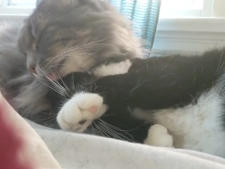 2 Pussies Licking each other