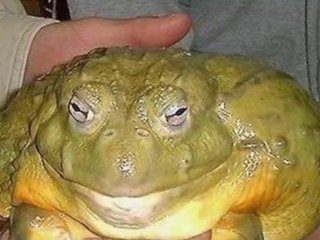 frog, bondage, flatten, fat