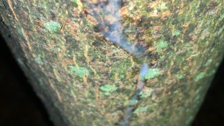 在树上射精，近距离观察我的新负载