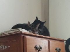 PH export test 3 - Screenshot 1 of 16 - Video Recording