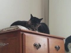 PH export test 3 - Screenshot 11 of 16 - Video Recording