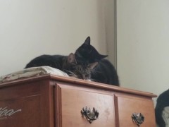 PH export test 3 - Screenshot 13 of 16 - Amateur Video