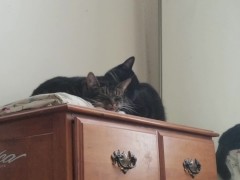 PH export test 3 - Screenshot 14 of 16 - Home Video