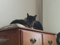 PH export test 3 - Screenshot 3 of 16 - Amateur Video