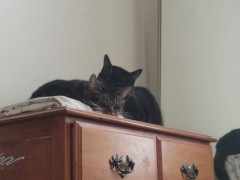 PH export test 3 - Screenshot 6 of 16 - Video Recording