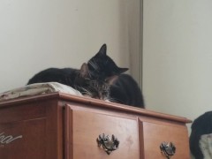 PH export test 3 - Screenshot 7 of 16 - Digital Video