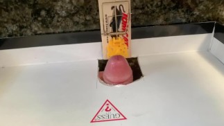 Пирс Пэрис помещает свой член в мышеловку