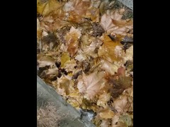Quick Fall Piss Outside - Screenshot 16 of 16 - Pee