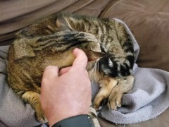 Fat Pussy Cat Gets Rubbed And Pet 