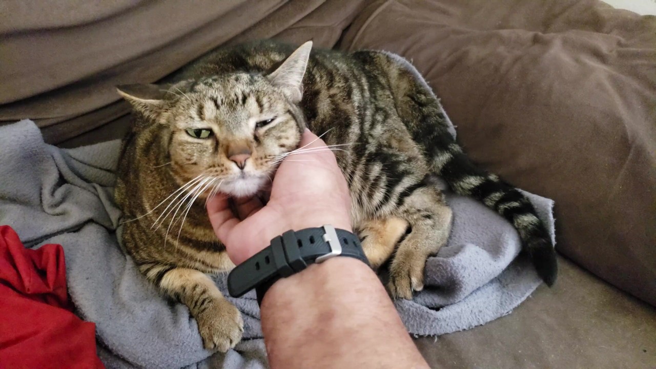 Man fingers cat
