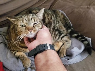 Gordura Pussy Cat é Esfregada e Animal De Estimação