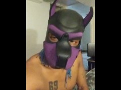 Onyx in dog mask