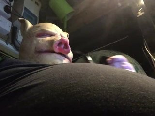 belly, fat, solo male, pig