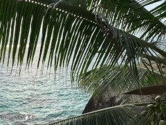 Video making baby at honymoon before wedding party in paradise ends with cumpussy